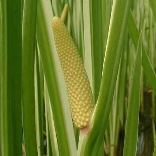 Экстракт Аира масляный  